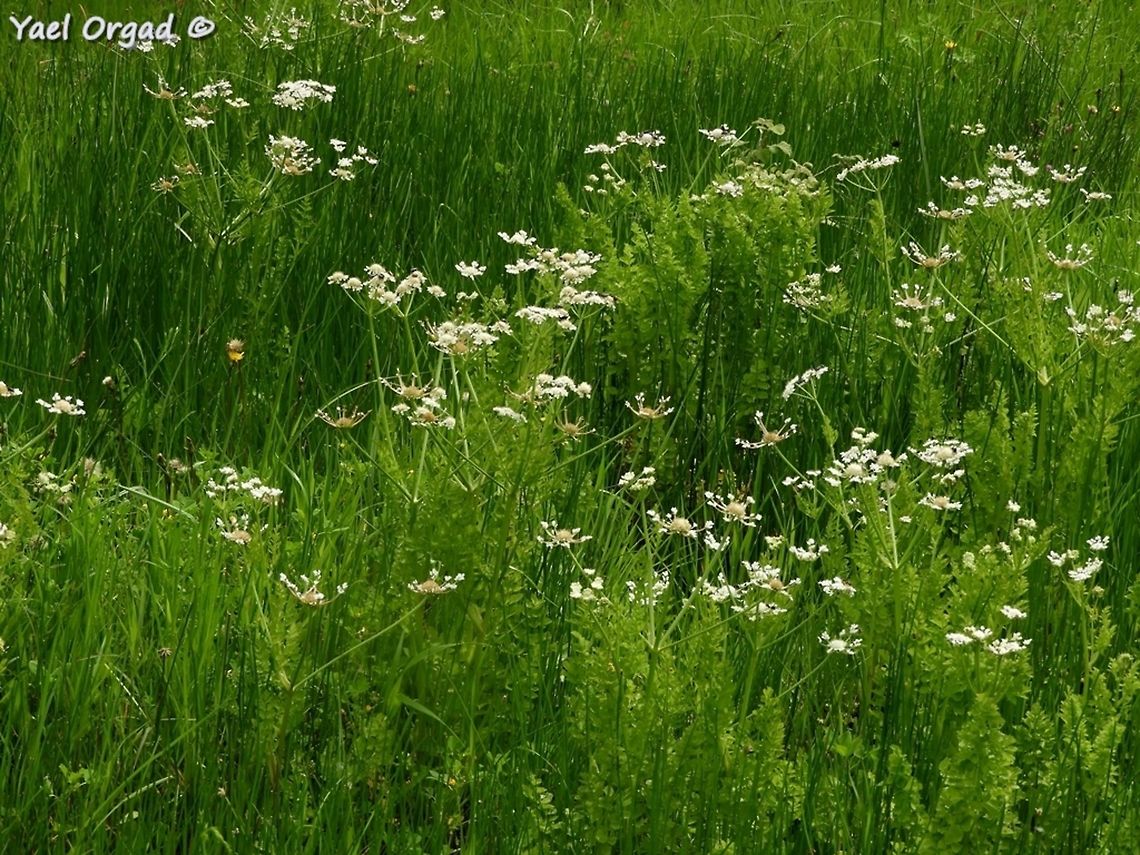 Oenanthe prolifera  Geotagged,Israel,Oenanthe prolifera,Spring