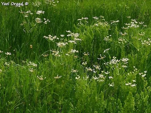 Oenanthe prolifera  Geotagged,Israel,Oenanthe prolifera,Spring