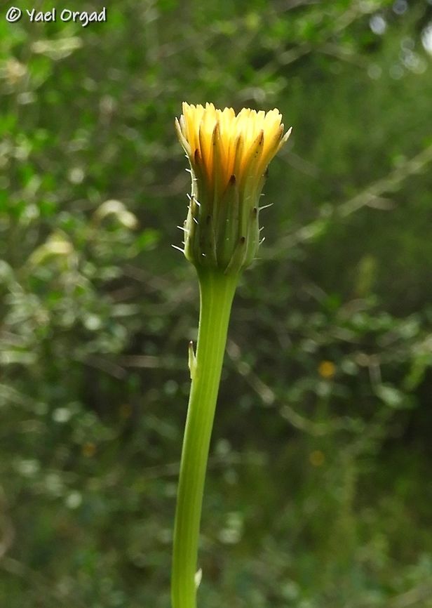 The flower closes just after noon! Hypochaeris glabra<br />
this picture was taken about 2 hours after this one: <br />
<figure class="photo"><a href="https://www.jungledragon.com/image/76730/opens_beautifully_in_the_morning.html" title="opens beautifully in the morning"><img src="https://s3.amazonaws.com/media.jungledragon.com/images/3519/76730_thumb.JPG?AWSAccessKeyId=05GMT0V3GWVNE7GGM1R2&Expires=1763596810&Signature=JQ%2F4h1pE2gAu00X2M4%2BbE7kI8lQ%3D" width="114" height="152" alt="opens beautifully in the morning Hypochoeris glabra<br />
this is what happens around noon: <br />
https://www.jungledragon.com/image/76729/the_flower_closes_just_after_noon.html Geotagged,Hypochaeris glabra,Israel,Spring" /></a></figure> Geotagged,Hypochaeris glabra,Israel,Spring