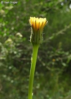 The flower closes just after noon! Hypochaeris glabra
this picture was taken about 2 hours after this one: 
https://www.jungledragon.com/image/76730/opens_beautifully_in_the_morning.html Geotagged,Hypochaeris glabra,Israel,Spring