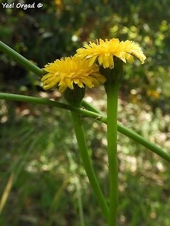 opens beautifully in the morning Hypochoeris glabra
this is what happens around noon: 
https://www.jungledragon.com/image/76729/the_flower_closes_just_after_noon.html Geotagged,Hypochaeris glabra,Israel,Spring