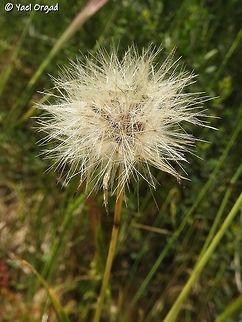 Hypochaeris glabra - fruit  Geotagged,Hypochaeris glabra,Israel,Spring