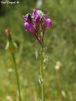 Linaria joppensis delicate and small Geotagged,Israel,Jaffa Toadflax,Linaria joppensis,Spring