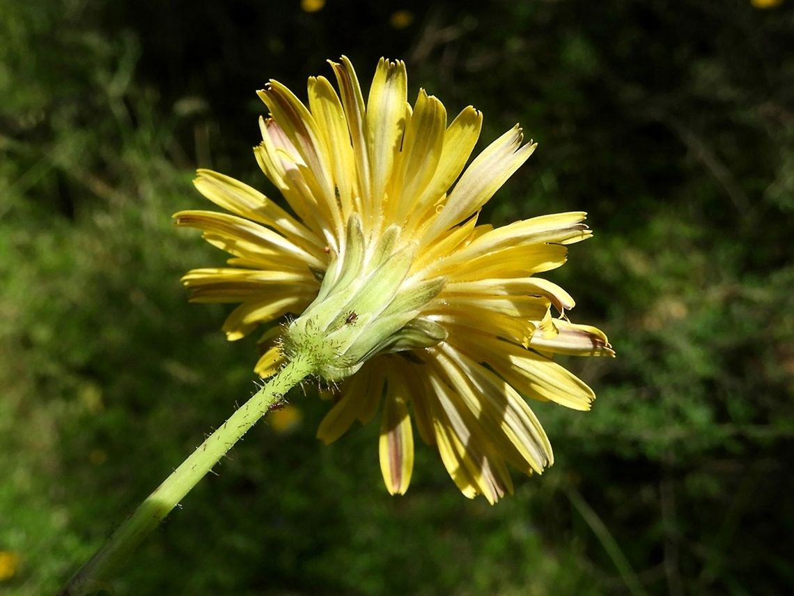 Aetheorhiza bulbosa yet another yellow composite...  Aetheorhiza,Aetheorhiza bulbosa,Geotagged,Israel,Spring