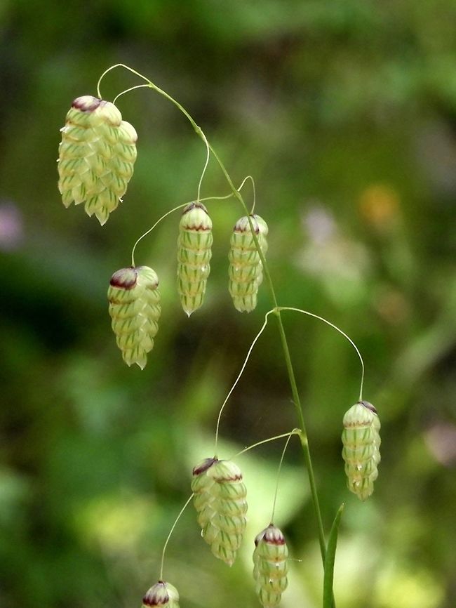 Briza maxima maxima in latin means large<br />
but in hebrew it means "charming", and I think this Briza is, indeed, charming!  Briza maxima,Geotagged,Israel,Spring,charming