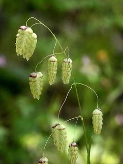 Briza maxima maxima in latin means large
but in hebrew it means "charming", and I think this Briza is, indeed, charming!  Briza maxima,Geotagged,Israel,Spring,charming