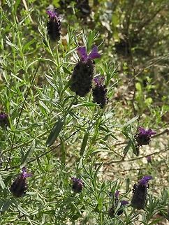 Lavandula stoechas I love lavender smell! Geotagged,Israel,Lavandula stoechas,Spring