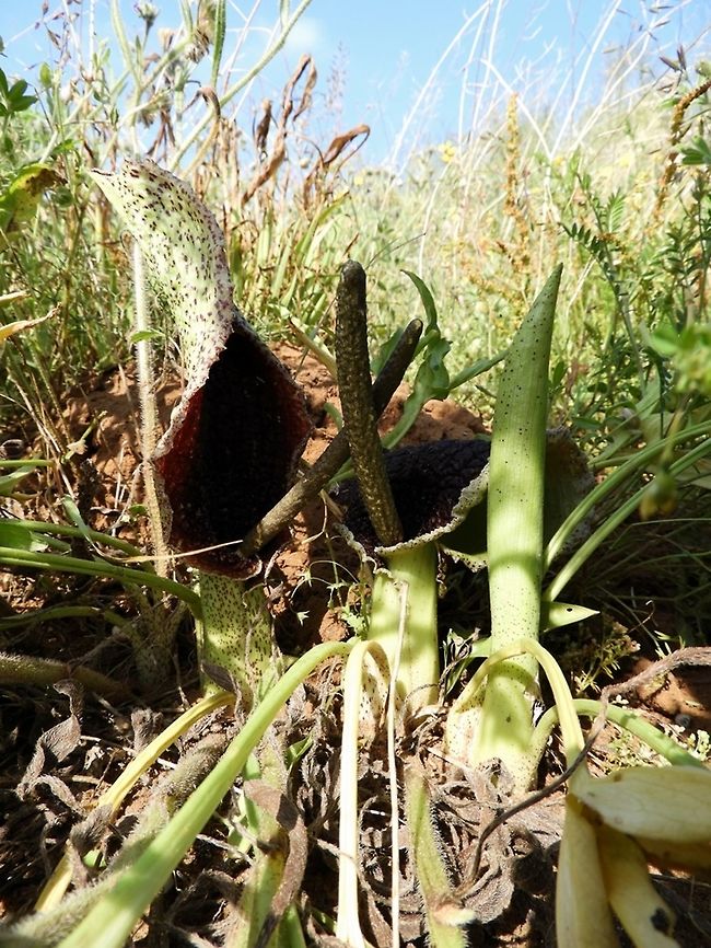 Eminium spiculatum obviously of the Arum family, the Eminium is more fleshy.  Eminium spiculatum,Geotagged,Israel,Spring