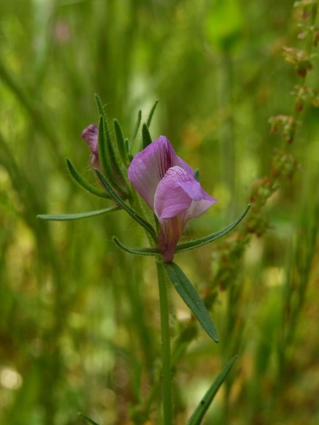 Misopates orontium we used to call it &quot;the small snapdragon&quot;, but it was seperated to another genus...  Geotagged,Israel,Misopates orontium,Spring