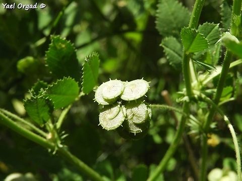 Medicago tornata I've always known it as Medicago italica, apparently the name changed...  Disc Medick,Geotagged,Israel,Medicago italica,Medicago tornata,Spring