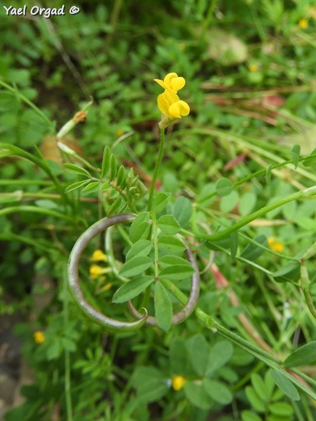 Ornithopus pinnatus rare and endangered in Israel  Geotagged,Israel,Ornithopus pinnatus,Spring