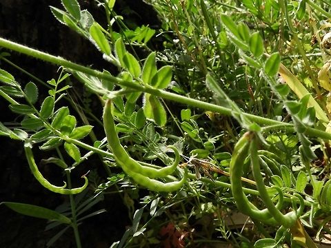 Ornithopus compressus the fruit pods look like birds' claws Geotagged,Israel,Ornithopus compressus,Spring