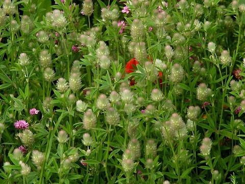 Trifolium arvense  Geotagged,Israel,Rabbit-foot clover,Spring,Trifolium arvense