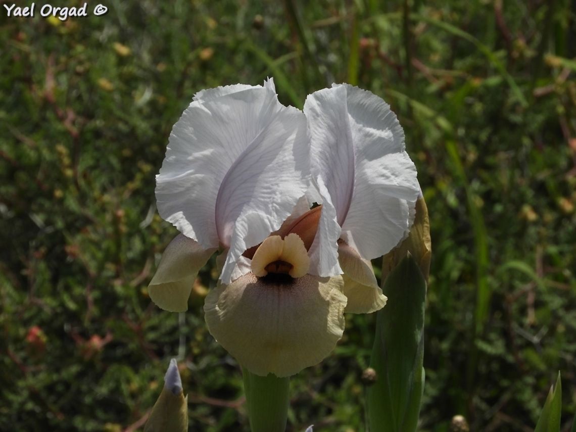 Iris lortetii (samariae) simply because it&#039;s so gorgeous! Geotagged,Iris lortetii,Spring