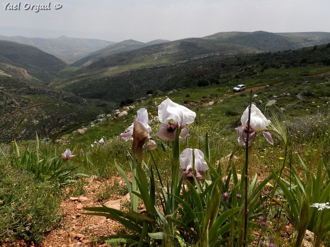 Iris lortetii (samariae) overlooking Sartaba peak the triangular peak in the distance, called the Sartaba peak, was used in ancient times as a spot for bonfires to pass signals to and from Jerusalem. it is very distinctive in the region. <br />
 Geotagged,Iris lortetii,Samaria,Sartaba,Spring