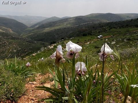 Iris lortetii (samariae) overlooking Sartaba peak the triangular peak in the distance, called the Sartaba peak, was used in ancient times as a spot for bonfires to pass signals to and from Jerusalem. it is very distinctive in the region. 
 Geotagged,Iris lortetii,Samaria,Sartaba,Spring