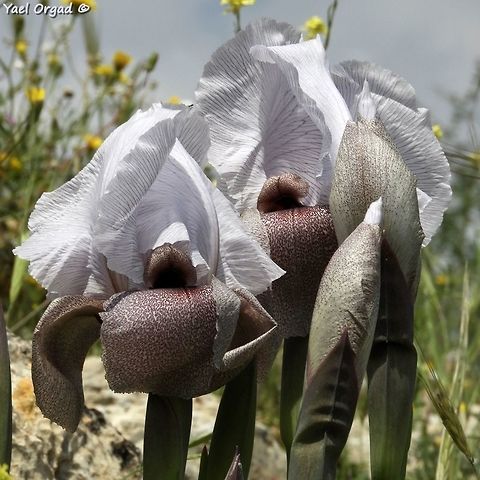 Iris lortetii (samariae) the Iris lortetii is part of the Oncocyclus section of the Irises, it has large flowers and no nectar. male solitary bees come to sleep in the pollinating "tunnel" and thus pollinate the flower.  Geotagged,Iris lortetii,Spring