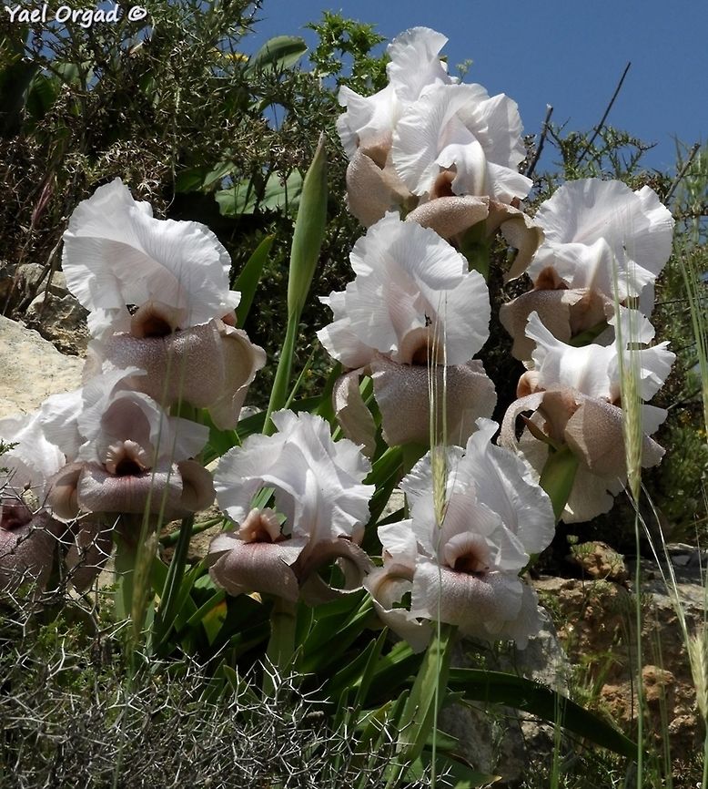 Iris lortetii (samariae) previously considered as a separate species. the Samarian Iris lortetii in full bloom is incredible!  Geotagged,Iris lortetii,Samaria,Spring
