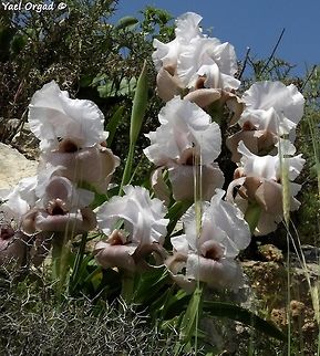 Iris lortetii (samariae) previously considered as a separate species. the Samarian Iris lortetii in full bloom is incredible!  Geotagged,Iris lortetii,Samaria,Spring