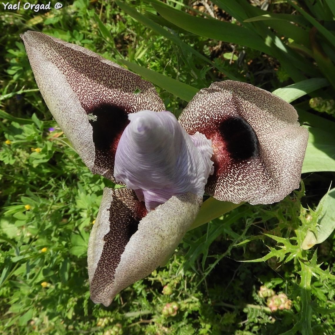 Cone head! Iris lortetii&#039;s pre-opened flower  Geotagged,Iris lortetii,Spring