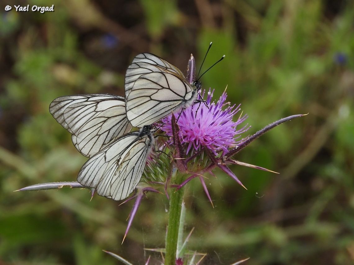 Aporia crataegi coming to sleep these black-weined whites are gathering to sleep together, I was lucky to find 3 on the same Notobasis syriaca thorn. Aporia crataegi,Black-veined white,trio