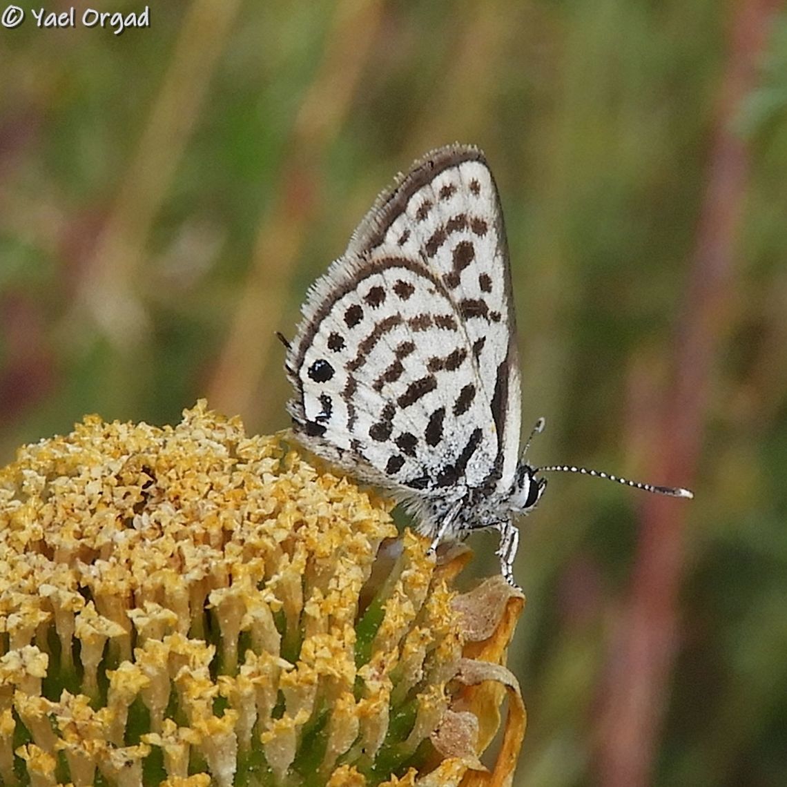 Tarucus balkanicus my first encounter with this tiny butterfly - about 1 cm wingspan!  Israel,Little Tiger Blue,Tarucus balkanicus