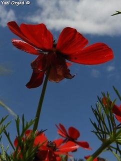 Adonis palaestina  Adonis palaestina,Geotagged,Palestine Pheasant's Eye,Spring