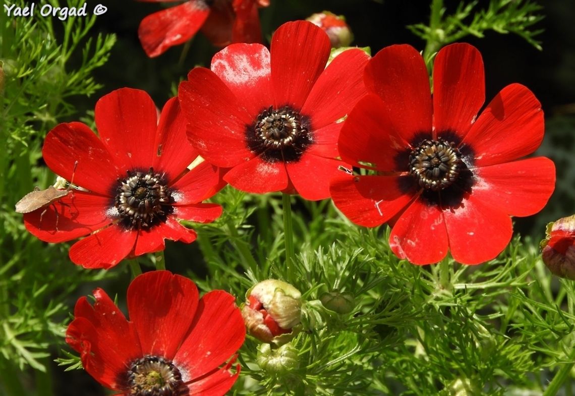 Adonis palaestina  Adonis palaestina,Geotagged,Palestine Pheasant's Eye,Spring