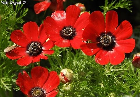 Adonis palaestina  Adonis palaestina,Geotagged,Palestine Pheasant's Eye,Spring