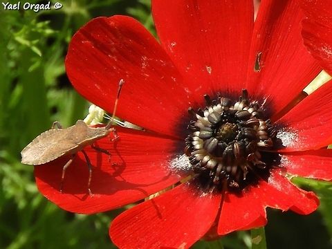 a bug of the Coreidae family on Adonis palaestina
I'm not sure of the exact ID.  Adonis palaestina,Coreidae,Geotagged,Samaria,Spring