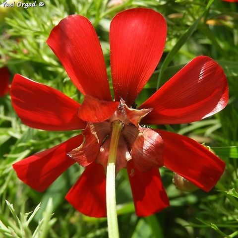 Adonis palaestina from below...  Adonis palaestina,Geotagged,Palestine Pheasant's Eye,Spring