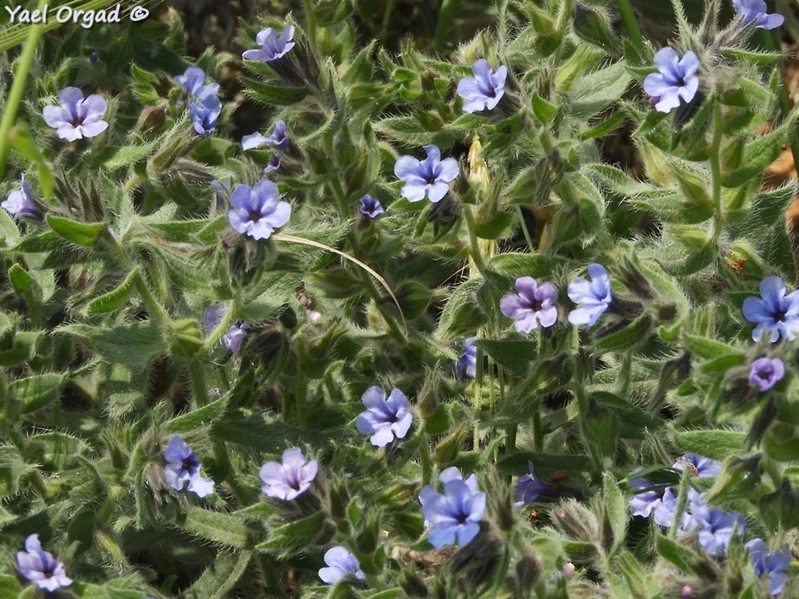 Alkanna strigosa with lovely little blue flowers that turn lilac after pollination Alkanna strigosa,Geotagged,Spring