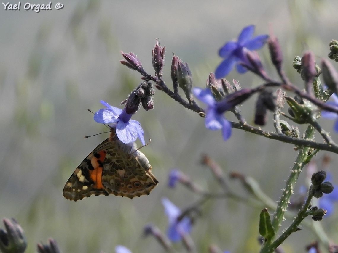 Vanessa carduui on Anchusa strigosa it&#039;s over a month now that millions of Painted Ladies are passing through Israel. you see them everywhere!  Anchusa strigosa,Geotagged,Spring,Vanessa cardui,Vanessa carduui