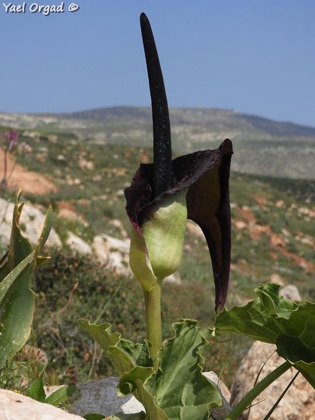 Arum palaestinum large and impressive Arum palaestinum,Geotagged,Spring