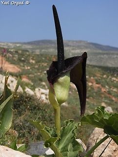 Arum palaestinum large and impressive Arum palaestinum,Geotagged,Spring