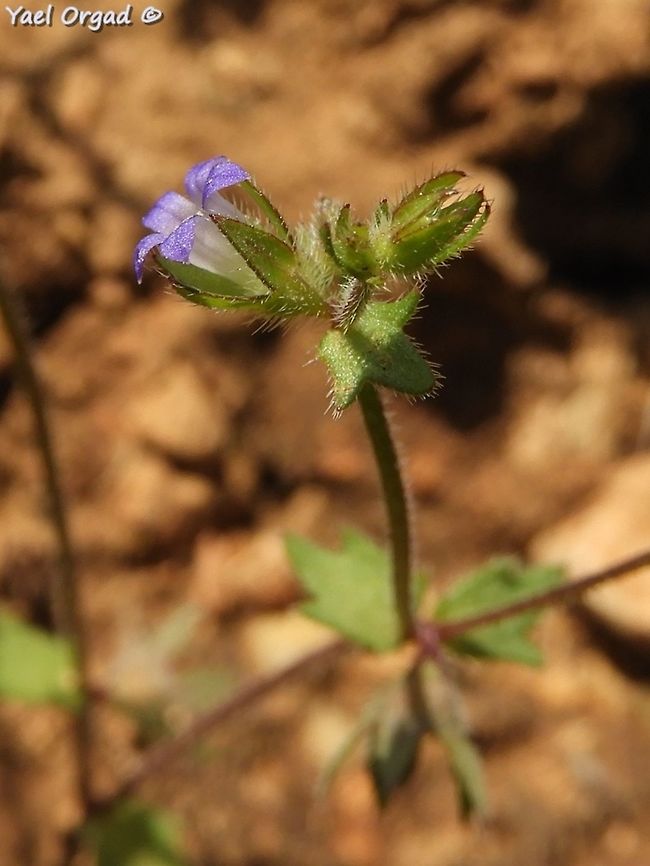 Campanula erinus so tiny, growing just beneath the magnificent Iris lortetii... <br />
<figure class="photo"><a href="https://www.jungledragon.com/image/77314/iris_lortetii_samariae.html" title="Iris lortetii (samariae)"><img src="https://s3.amazonaws.com/media.jungledragon.com/images/3519/77314_thumb.JPG?AWSAccessKeyId=05GMT0V3GWVNE7GGM1R2&Expires=1770854410&Signature=nIChHLRlN9qTMK3GP9CkTKFKGvE%3D" width="200" height="200" alt="Iris lortetii (samariae) the Iris lortetii is part of the Oncocyclus section of the Irises, it has large flowers and no nectar. male solitary bees come to sleep in the pollinating "tunnel" and thus pollinate the flower.  Geotagged,Iris lortetii,Spring" /></a></figure> Campanula erinus,Geotagged,Samaria,Spring