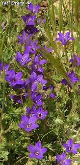 Campanula stellaris  Campanula stellaris,Geotagged,Spring