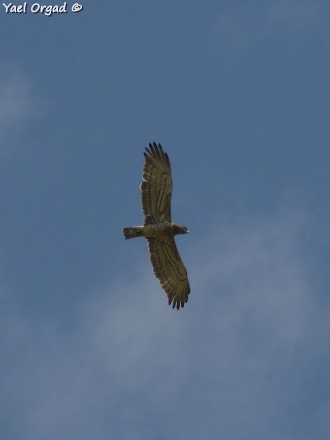 Circaetus gallicus a really handsome prey-bird  Circaetus gallicus,Geotagged,Short-toed Snake Eagle,Spring