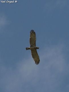 Circaetus gallicus a really handsome prey-bird  Circaetus gallicus,Geotagged,Short-toed Snake Eagle,Spring
