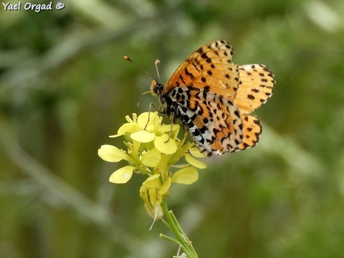 Melitaea deserticola - Desert fritillary  Geotagged,Melitaea deserticola,Spring