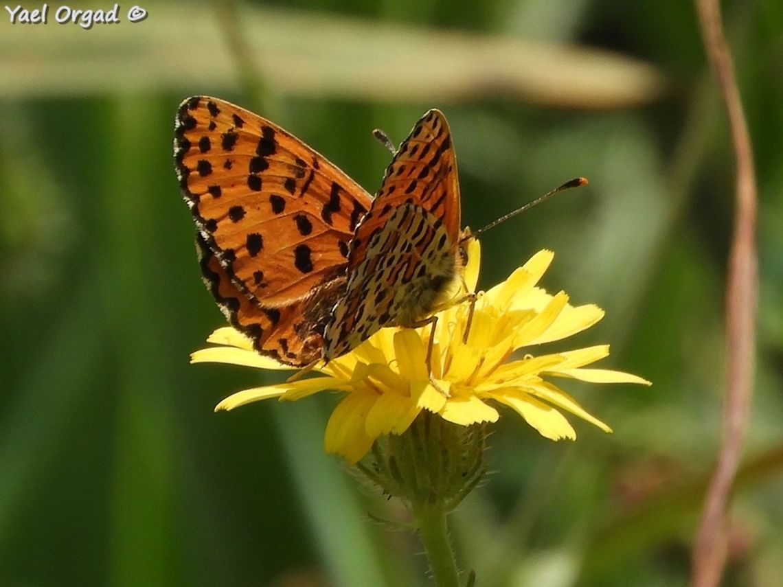 Melitaea deserticola  Geotagged,Melitaea deserticola,Spring