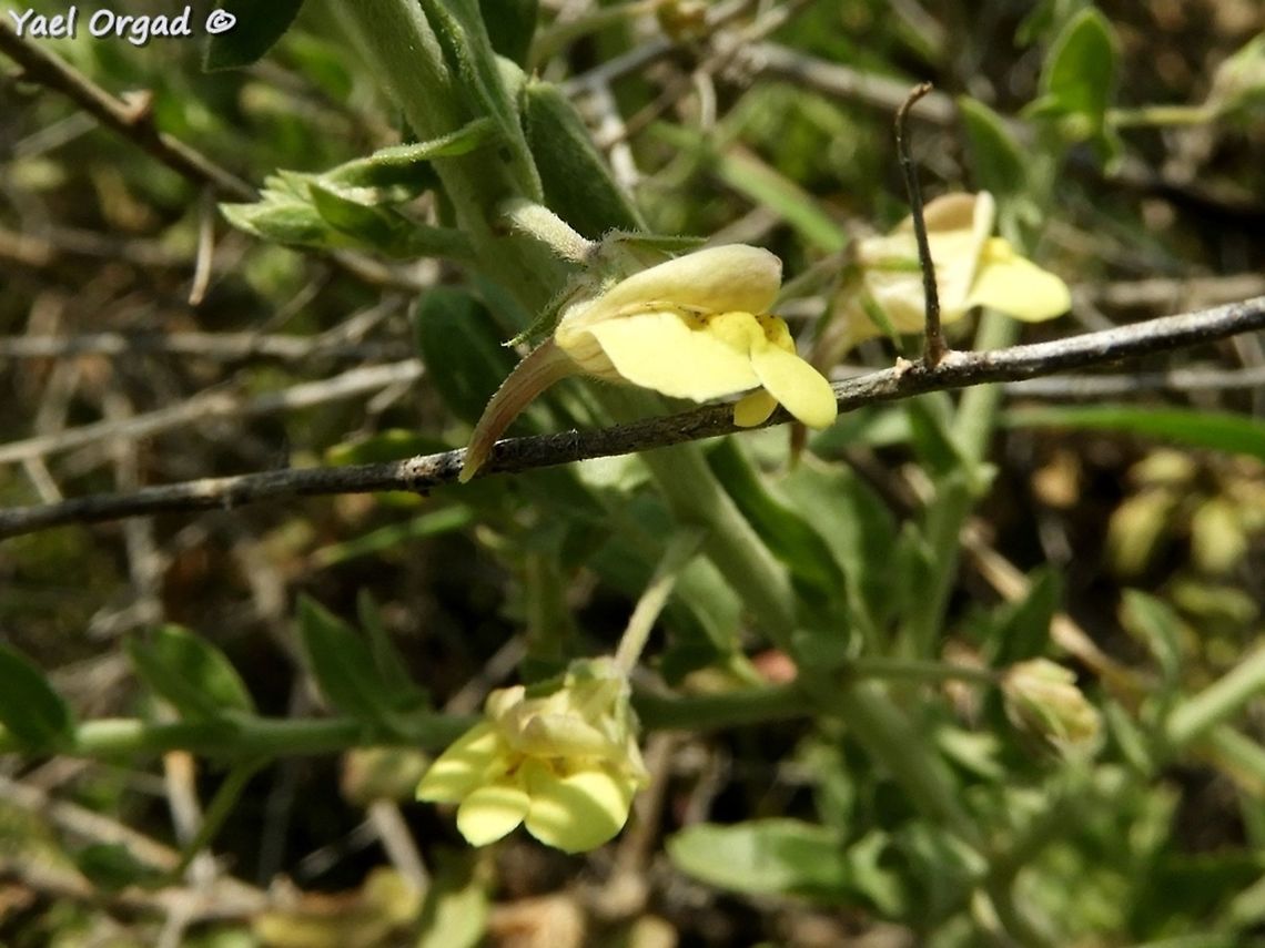 Kickxia aegyptiaca I really love its funny lips-shaped flowers! Geotagged,Kickxia aegyptiaca,Spring