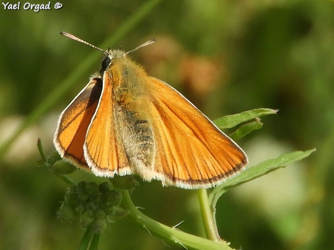 Thymelicus sylvestris  Geotagged,Small Skipper,Spring,Thymelicus sylvestris