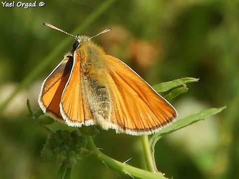 Thymelicus sylvestris  Geotagged,Small Skipper,Spring,Thymelicus sylvestris