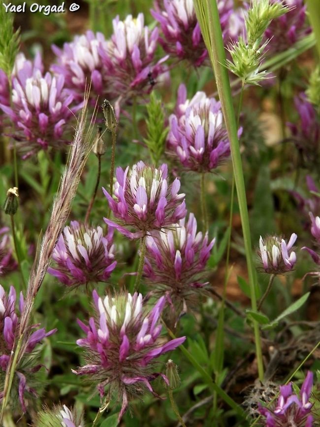 the prophets' clover - Trifolium prophetarum endemic to Israel and the P.A.  Geotagged,Samaria,Spring,Trifolium prophetarum