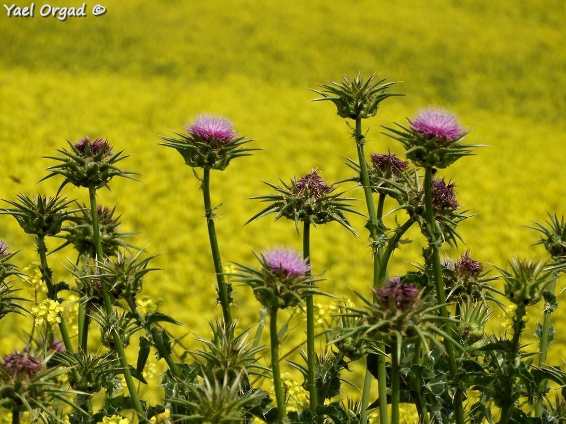 Silybum marianum  Geotagged,Milk thistle,Silybum marianum,Spring