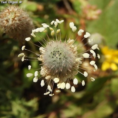 Plantago lagopus  Geotagged,Plantago lagopus,Spring