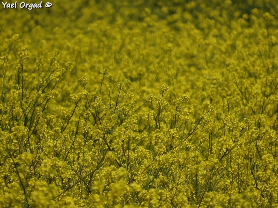 Sinapis arvensis a field of field mustard! Charlock,Geotagged,Sinapis arvensis,Spring,field mustard