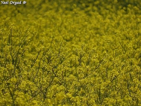 Sinapis arvensis a field of field mustard! Charlock,Geotagged,Sinapis arvensis,Spring,field mustard