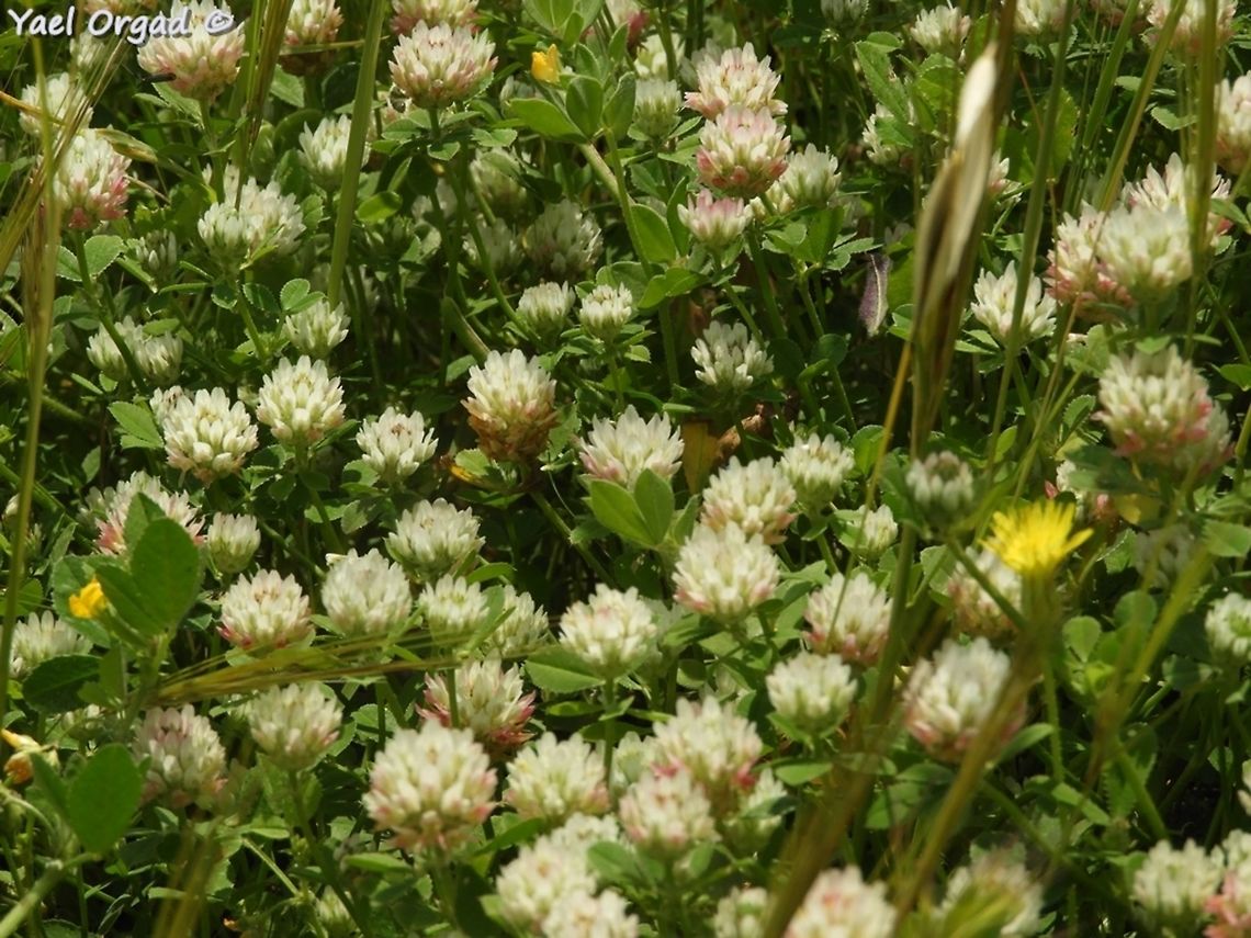 Trifolium argutum  Geotagged,Spring,Trifolium argutum